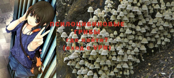 стаф Ельня